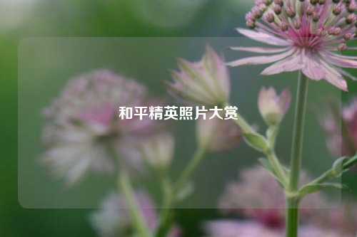 和平精英照片大赏