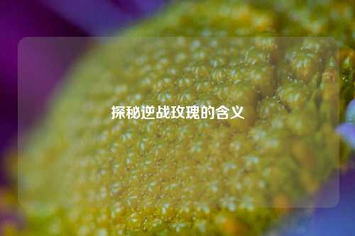 探秘逆战玫瑰的含义