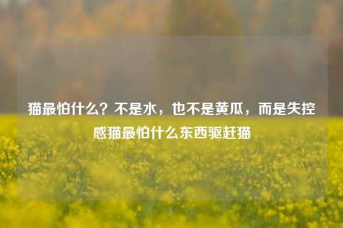 猫最怕什么？不是水，也不是黄瓜，而是失控感猫最怕什么东西驱赶猫