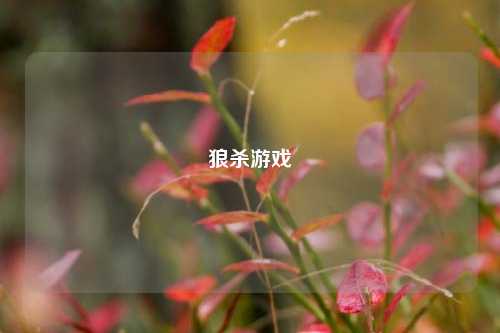 狼杀游戏