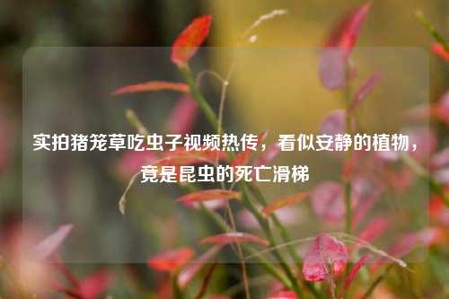 实拍猪笼草吃虫子视频热传，看似安静的植物，竟是昆虫的死亡滑梯