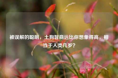 被误解的聪明，土狗智商远比你想象得高，相当于人类几岁？