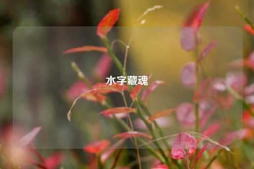 水字藏魂