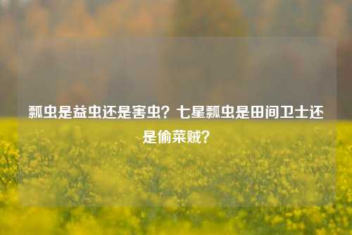 瓢虫是益虫还是害虫？七星瓢虫是田间卫士还是偷菜贼？